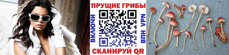 купить закладку  Алапаевск  Псилоцибиновые грибы Psilocybe 